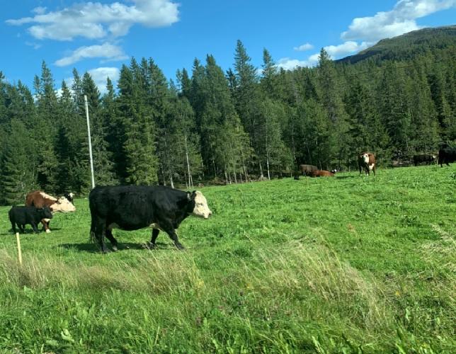 Kyr på beite Kyr på beite
