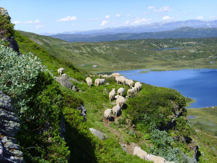 Fjellbeite Fjellbeite