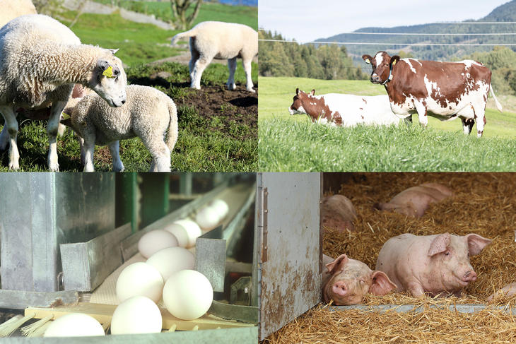 Storfe, småfe, gris og egg Storfe, småfe, gris og egg