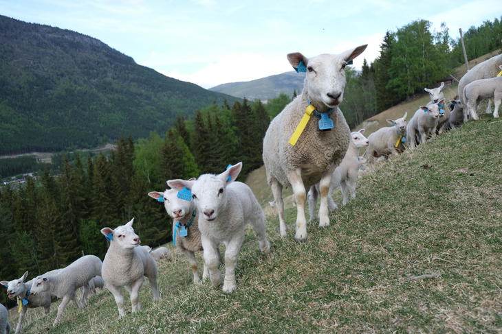 Lam på beite på fjellet Lam på beite på fjellet